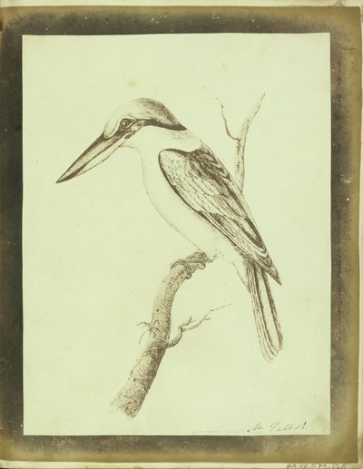 (Copy of a Swainson Lithographic Print of a Collared Crabeater) by William Henry Fox Talbot